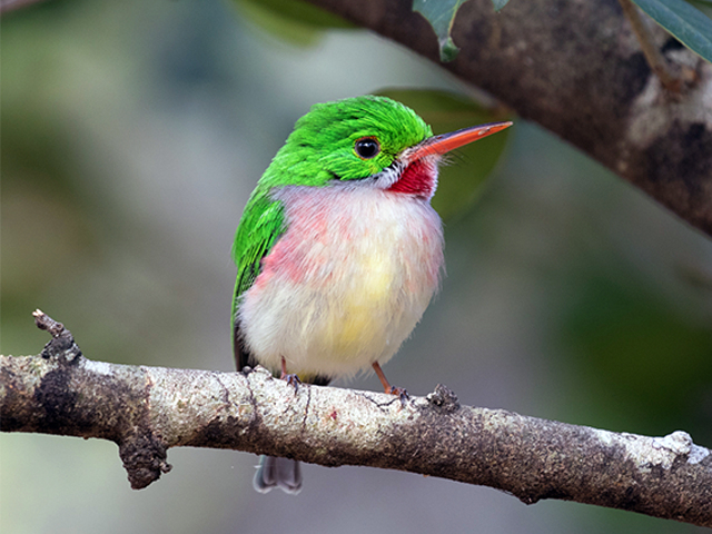 Broad-billed Tody by Manny Jimenes